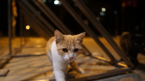 Close-up portrait of a cat