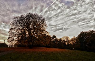 Trees against sky during sunset