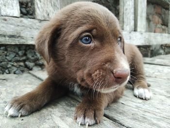 Close-up portrait of a dog