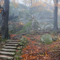 Trees in forest during autumn