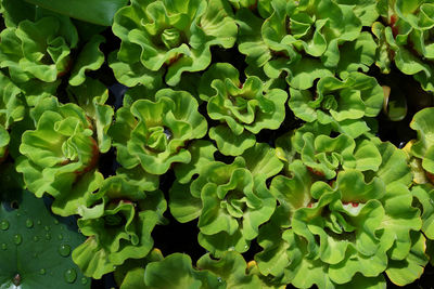 Full frame shot of green plants