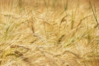 Close-up of wheat field