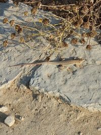 High angle view of a lizard on beach