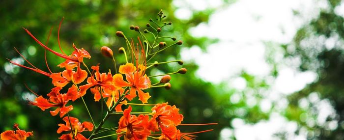 Close-up of red flower