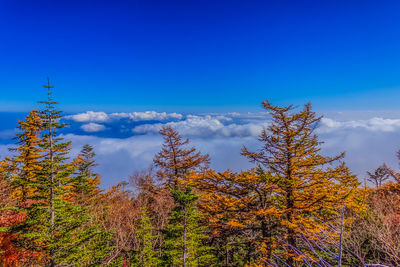 Low angle view of autumn trees against blue sky