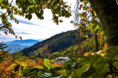Scenic view of autumn leaves on mountain against sky