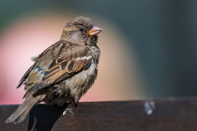 Close-up of sparrow perching on railing