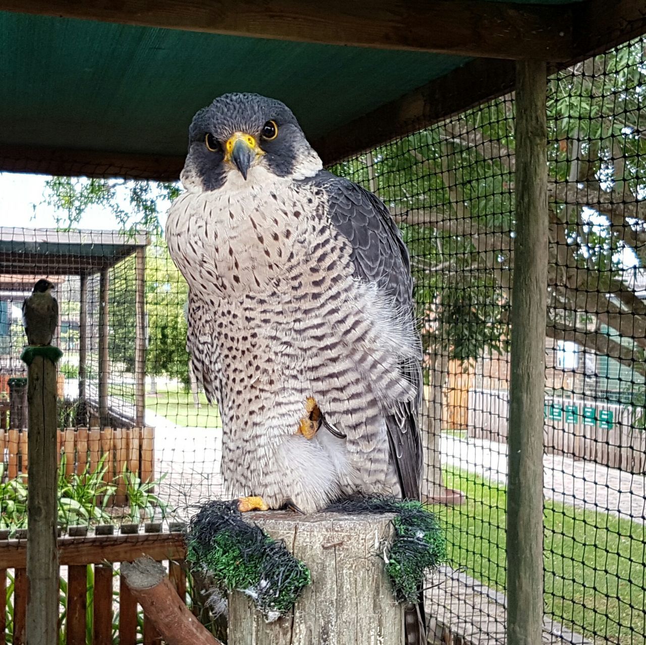 BIRD PERCHING IN CAGE