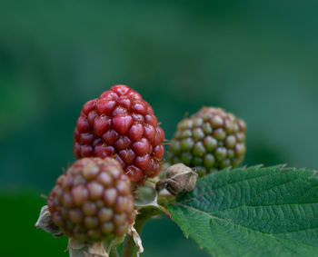 Close-up of berries growing on plant