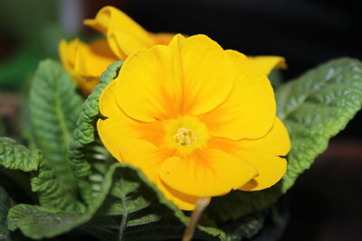 Close-up of yellow flowering plant