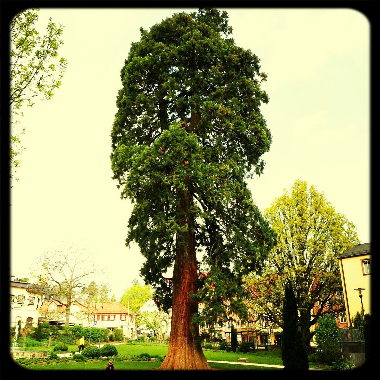 tree, transfer print, growth, auto post production filter, green color, branch, clear sky, tree trunk, sky, nature, grass, building exterior, park - man made space, built structure, day, tranquility, sunlight, outdoors, architecture, no people