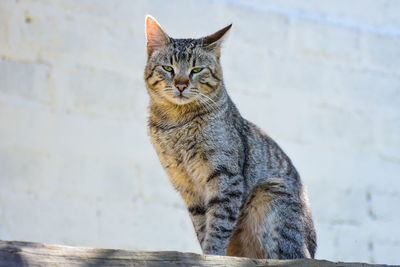 Portrait of a cat looking away