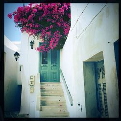 Plants growing in backyard