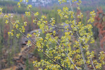 Close-up of yellow flowering plant on field