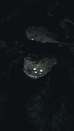 High angle view of leaf floating on water at lake