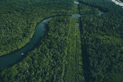 High angle view of plants and trees in forest