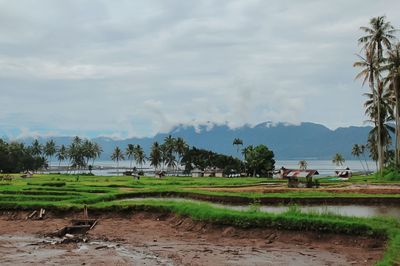 Scenic view of agricultural field against sky