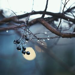 Close-up of branches on branch