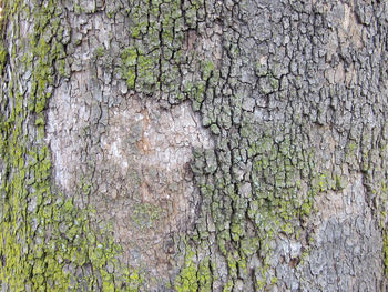 Full frame shot of tree trunk