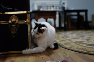 Close-up of a cat on table