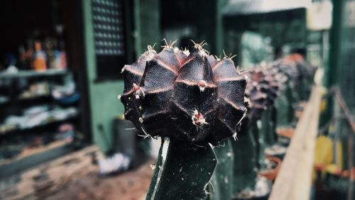 Close-up of plant against blurred background