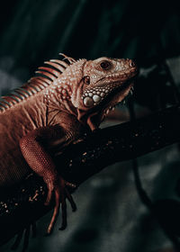 Close-up of a iguana on a tree