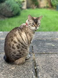 Portrait of a cat sitting on footpath