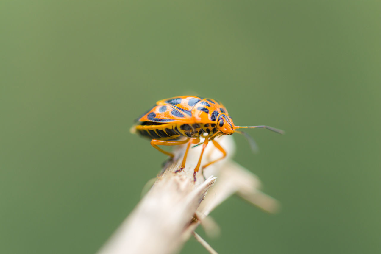 CLOSE-UP OF INSECT