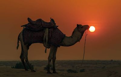 View of a camel at sunset