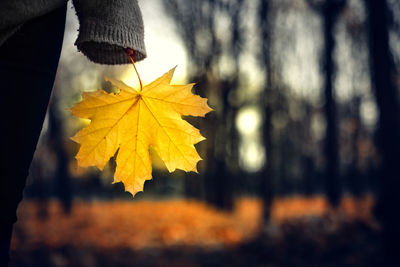 Cropped hand holding autumn leaf