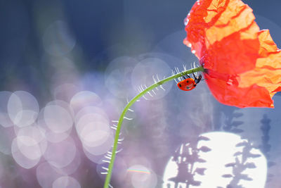 Close-up of butterfly pollinating on flower