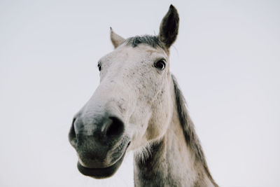 Close-up of a head of a horse against white background