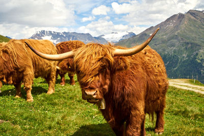 Cow in a field