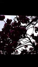 Close-up of silhouette tree against sky