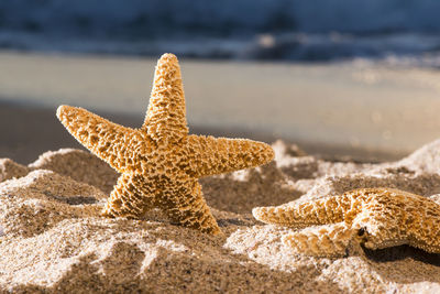 View of lizard on beach