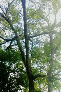 Low angle view of trees in forest