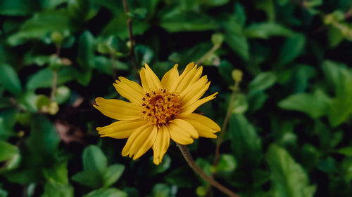 Close-up of yellow flower