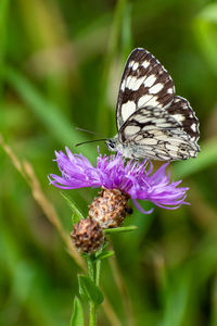 Close-up of butterfly pollinating on purple flower
