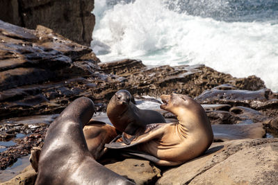 High angle view of sea lion on beach