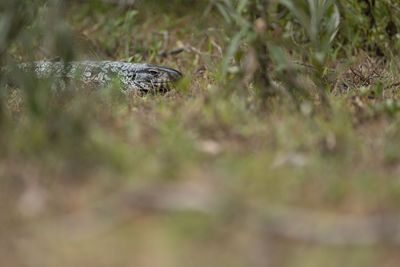 Close-up of lizard on grass