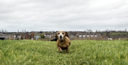 Portrait of dog on field