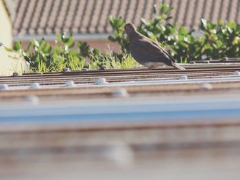 Close-up of bird perching on plant