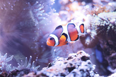 Fish swimming in aquarium