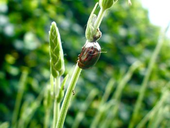 Close-up of insect on plant