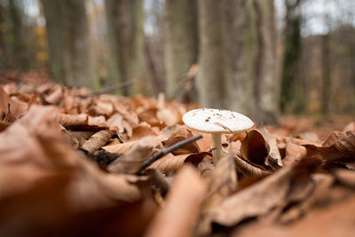 Close-up of mushroom growing in forest