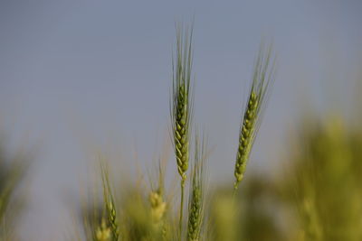 Close-up of wheat growing on field