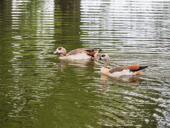 Ducks swimming in lake