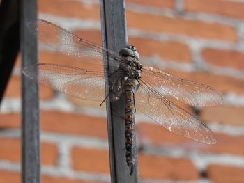 Close-up of dragonfly on wall