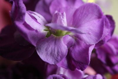 Close-up of purple flowers blooming outdoors