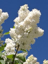 Close-up of white cherry blossoms against blue sky